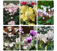 ciclamino balcone giardino reale primavera selvatica balcone semi biologici decorazione balconi estate semi perenni 100pcs