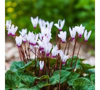 Ciclamino precoce balcone serre balcone decorazione del giardino primaverili estivi selvatici semi biologici di tetti 500pcs