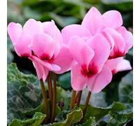 Ciclamino primaverili giardino balcone estivi decorazione del balcone semi di resistenti giardino selvatici d'appartamento 250pcs