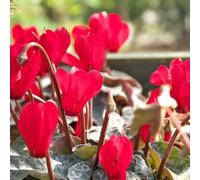 ciclamino primi giardino interno semi selvaggio giardino interno esotico reverdecimiento tetti semi 180pcs