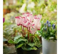 ciclamino reale tagliato riverdimento tetti semi biologici primavera estate semi perenni resistenti balcone 300pcs