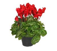 Ciclamino Rosso in Vaso | Pianta Ornamentale da Interno ed Esterno | Fiore Autunnale e Invernale, Resistente e Decorativo, Idea Regalo per la Casa o il Giardino | 1 Pianta