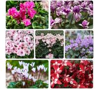 Ciclamino semi di selvatici balcone per tetti verdi semi di decorazione del balcone decorazione estivi 350pcs