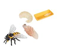 Ciclo di Crescita delle Api in Plastica, 4 Pezzi | Lezioni a Casa e Viaggio, Superfici Lisce e Colori Vividi, Apprendimento Pratico per Ragazzo Ragazza e Insegnanti
