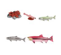 Ciclo di vita dei giocattoli del salmone Puzzle educativo per l'insegnamento
