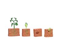 Ciclo di Vita delle Piante di Fagioli, Set di Cicli di Crescita delle Piante Giocattolo di Crescita dei Piselli Modello Giocattolo Educativo Prescolare per Bambini in età Scolare
