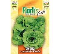 Cicoria A Grumolo Bionda