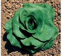 CICORIA A GRUMOLO VERDE NR.1000 SEMI