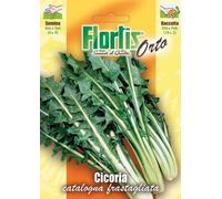 Cicoria Catalogna Foglie Frastagliata