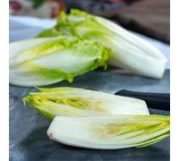 cicoria decorativa resistente balcone resistente semi di semi varietà tradizionali giardino rocce 650pcs