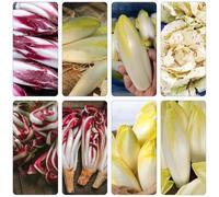 cicoria giardino interni semi medicinali achicoria cucina balcone resistenti interni esotici 50pcs