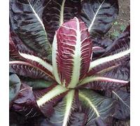 Cicoria Rossa Di Treviso Precoce - Appx 100 Semi - 7 g - Ortaggi Seeds ONLY