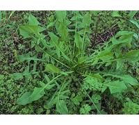 CICORIA SELVATIVA DA CAMPO -SEMI-