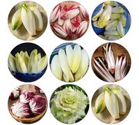 cicoria semi di riverdimento tetti semi varietà tradizionali decorazione balconi giardino rocce achicoria bonsái 150pcs