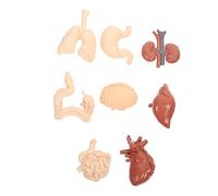 Ciieeo 1 Set Modello Didattico Umani Riproduzione per Scuole e Laboratori Cognitivo per Apprendimento per Medica e Istituzioni Educative