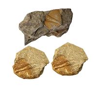 Ciieeo 3pezzi Modelli Di Fossili Di Trilobiti Esemplari Didattici Per Decorazione Creativa Per Ambienti Interni e Educative