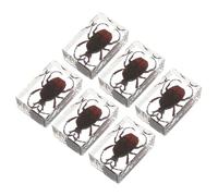 Ciieeo 6 Pezzi esemplare di insetto insetti in resina esemplare di scorpione campione di resina di insetti kit insetti veri esemplari di insetti campioni di aula di scienze