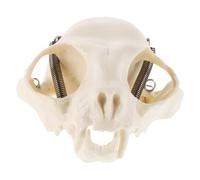 Ciieeo Anatomico Di Cranio Di Gatto Realistica Per Insegnamento e Decorazione Aula Supporto Didattico Per Comprendere La Fisiologia Felina