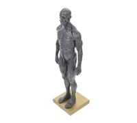 Ciieeo Modello Anatomico Dei Muscoli Maschili Struttura Muscolare Strumento Didattico Anatomia Modello Anatomia Del Corpo Scultura Dipinta Al Computer