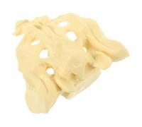 Ciieeo Modello anatomico del sacro umano, in PVC, infrangibile, per medico, ufficio, anatomia, aula, studio