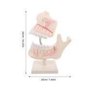 Ciieeo Modello di simulazione dei denti: modello realistico di denti finti per l'insegnamento e lo studio - Tipodonte in plastica per la dimostrazione didattica e di studio