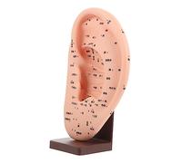 Ciieeo Modello Insegnamento Orecchio con Base Modello Area Auricolare per Massaggio e Agopuntura Strumento Didattico per Studenti e Appassionati Tecniche Rilassamento