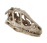 Ciieeo Modello Realistico Testa Scheletro Animale Decorazione e Istruzione Modello Dinosauro per Collezionisti e Insegnamento