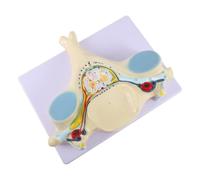 Ciieeo Modello Supporto della Cervicale in Colonna di Ingrandito Anatomico Pvc Didattico per Studio in Aula Anatomia