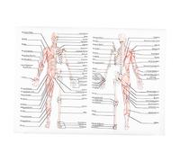 Ciieeo Poster Anatomia Umana 50x70 Cm Su Tessuto Di Seta 89 Fili, Immagine Didattica Muscoli Scheletrici e Figura Ossea, Studio Scolastico e Laboratorio