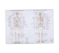 Ciieeo Poster Di Anatomia Umana 50x70cm in Materiale Plastico, Immagine Didattica Scheletrica e Muscolare Per Scuole, Laboratori e Studio Medico