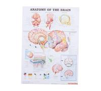 Ciieeo Poster Di Anatomia Umana Cervello Su Tela 50x70 Cm Senza Cornice Per Aule e Laboratori Supporto Didattico Medico