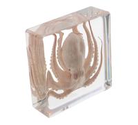 Ciieeo Statua di Polpo in Resina 7,5 Cm, Esemplare Animale Marino Conservato Trasparente, Fermacarte Decorativo per Casa, Ufficio e Aula, Modello Artigianale per Educazione Scientifica
