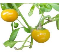 Ciliegia Peperoncino Giallo 10 Semi