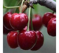 (Ciliegia Rossa) Semi Di Ciliegio - 20 Pezzi Semi Di Ciliegio Dolce Arbusto Prunus Cerasus Semi Di Ciliegio