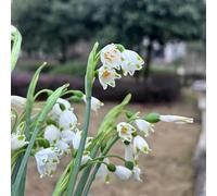 ciliegie di marzo bulbi - decorativi da giardino balcone esterno 6pcs