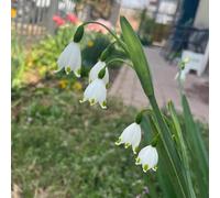 ciliegie di marzo bulbi - decorazione giardino resistenti 9pcs