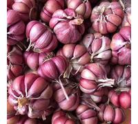 Ciliegio da cucina per ufficio rigenerazione tetti semi balcone resistenti inverno Letti elevati per giardino semi aglio 50 pezzi