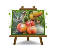 Ciliegio Dolce Imperiale di Caserta Altezza:150-170 cm Eta:2 anni Vaso: 20 cm