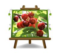 Ciliegio Dolce Ravenna Tardiva *Altezza: 160~180 cm Età: 4 anni Vaso: 24/26 cm