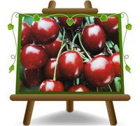 Ciliegio Dolce Sweet Heart Altezza:170/200 cm Eta':4 anni Vaso:24/26 cm