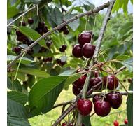 ciliegio - giardino sul balcone resistenti in vaso Aiuole rialzate biologiche per l' decorazioni giardino per esterni d'appartamento esotiche 30semi