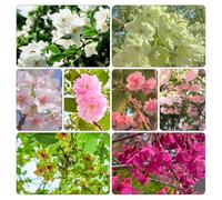 ciliegio selvatici balcone semi ornamentali giardino che amano l'ombra, resistenti 20pcs