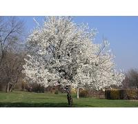 Ciliegio Selvatico Prunus avium, Albero da Fiore Bianco, Vaso ø19cm h 130/160 cm Vivaio di Castelletto