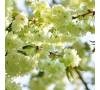 ciliegio semi autunnale, giardino selvatici balcone arbusti resistenti tetti verdi 35pcs