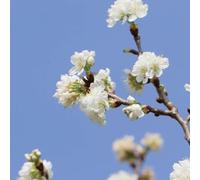 ciliegio - varietà antiche interno d'appartamento esotiche raro giardino roccioso rampicanti resistenti decorazioni 300semi