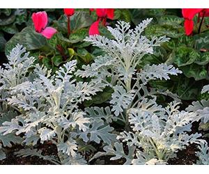 CINERARIA MARITIMA POLVERE DI STELLE NR.50 SEMI