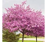 Cinese Seeds Albero di Giuda