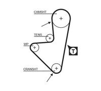 5175XS Cinghia dentata (MARCA-GATES)