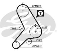 5178 Cinghia dentata (MARCA-GATES)