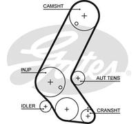 5595XS Cinghia dentata (MARCA-GATES)